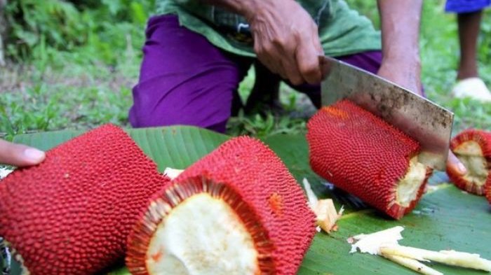pemotongan buah merah