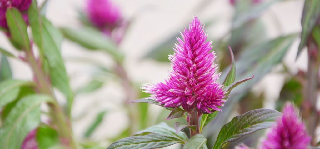 Bunga celosia, bunga unik dan menarik. Sumber: unsplash.com